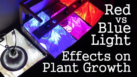 Do LED lights affect fruit?