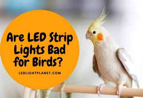 Do LED lights scare birds?