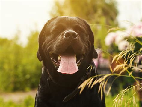 Do Labradors live to 14?