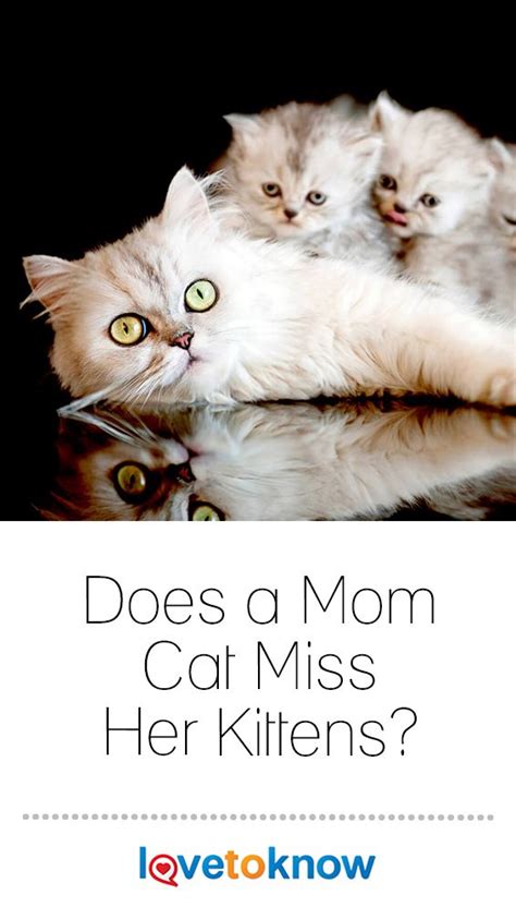 Do Mama cats know when a kitten is missing?