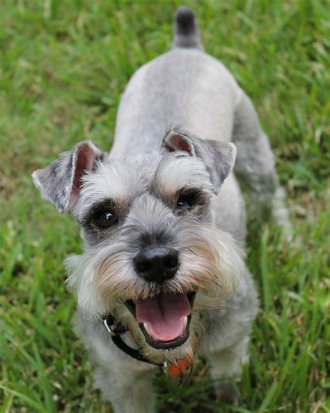 Do Miniature Schnauzers have Favourites?