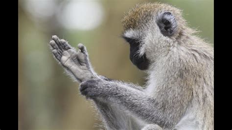 Do Old World monkeys have thumbs?