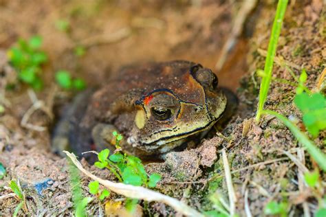 Do Pacman frogs hibernate?