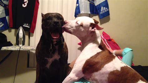 Do Pit Bulls kiss a lot?