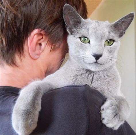 Do Russian Blue cats like being picked up?