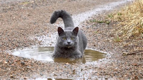 Do Russian Blue cats like water?