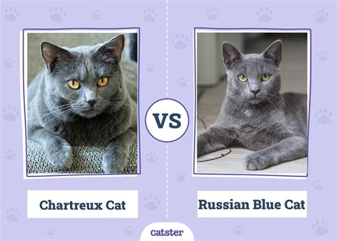 Do Russian Blue cats talk?
