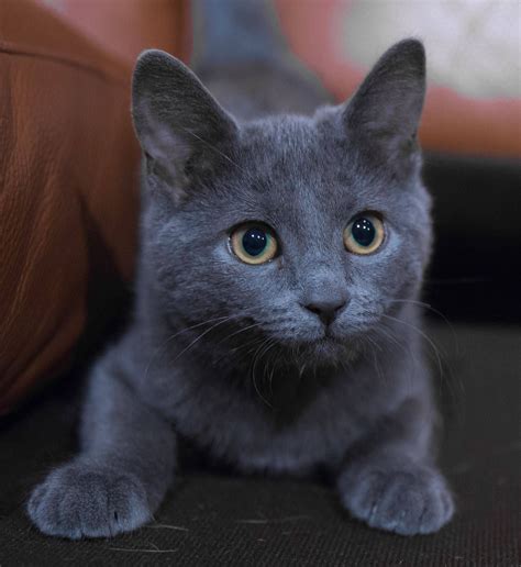 Do Russian Blues have blue eyes?