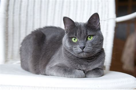 Do Russian Blues like other cats?