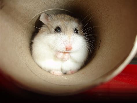 Do Russian hamsters make good pets?