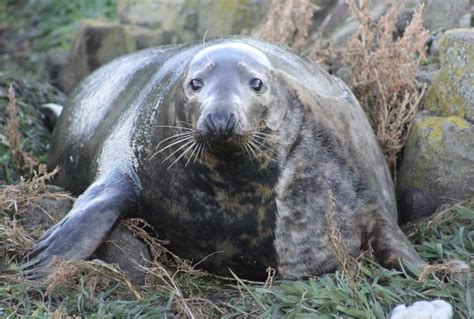 Do SEALs need to be fat?