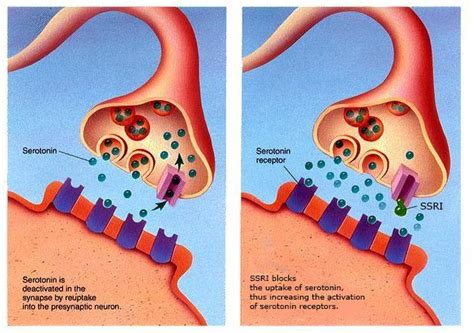 Do SSRIs affect muscle growth?