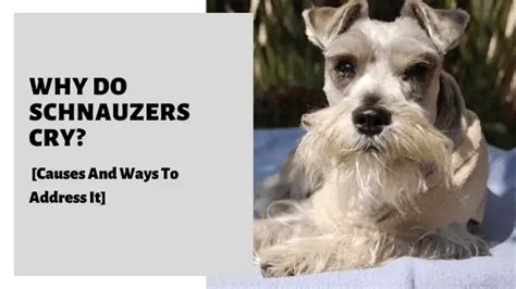 Do Schnauzers cry a lot?