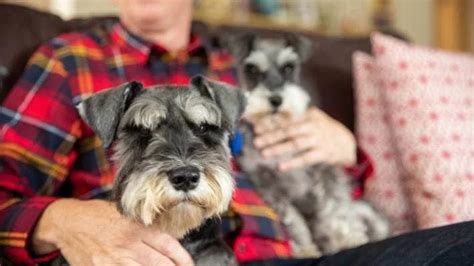 Do Schnauzers like cuddling?