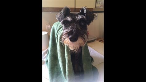 Do Schnauzers need baths?