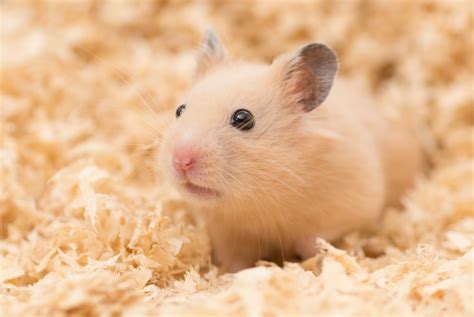 Do Syrian hamsters have good eyesight?