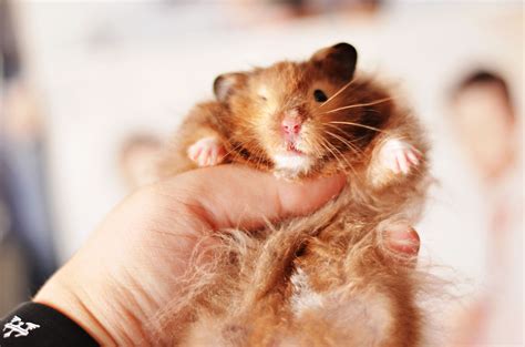 Do Syrian hamsters like to be touched?