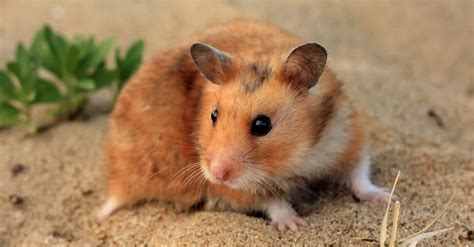 Do Syrian hamsters like to dig?