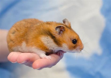 Do Syrian hamsters stink?