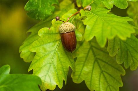 Do acorns come from oak trees?