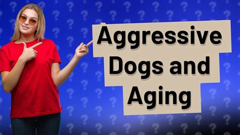 Do aggressive dogs calm down with age?
