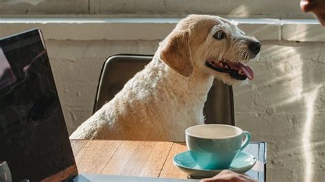 Do airlines weigh your dog?