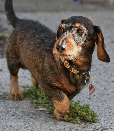 Do all Dachshunds get back problems?