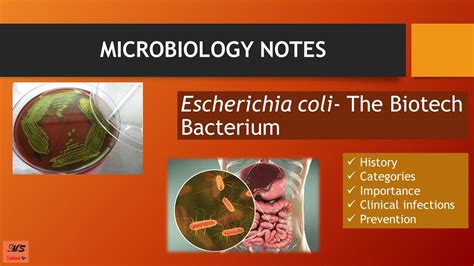 Do all E. coli produce toxins?