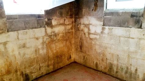 Do all basements have mold?