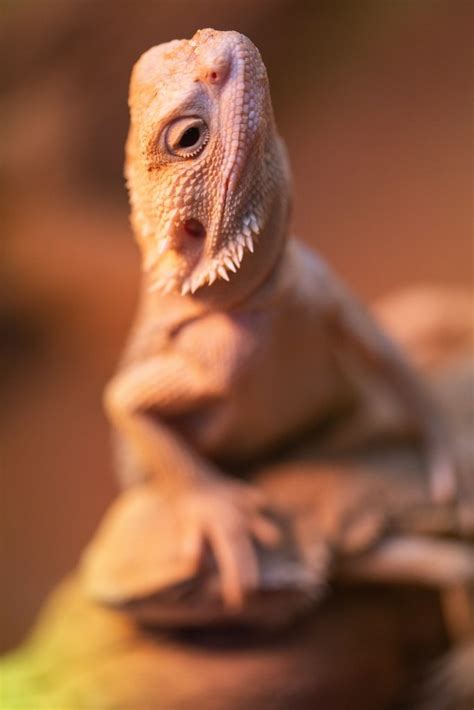 Do all bearded dragons have parasites?