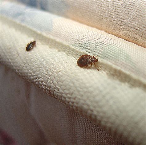 Do all beds have bed bugs?