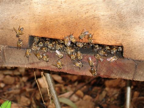 Do all bees leave the hive?