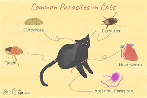 Do all cats have the cat parasite?