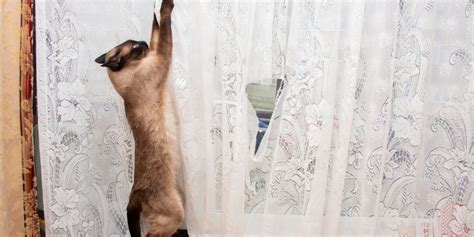 Do all cats scratch curtains?