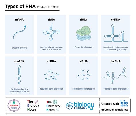 Do all cells have RNA?