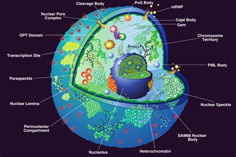 Do all cells have a nucleus?