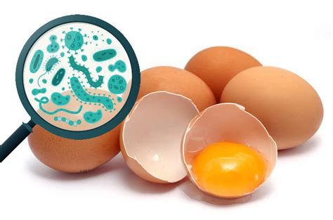Do all cracked eggs have Salmonella?