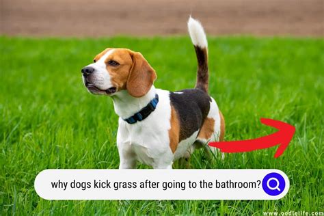 Do all dogs kick after peeing?