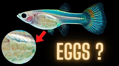 Do all fish lay eggs in water?