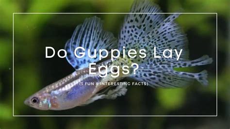 Do all freshwater fish lay eggs?