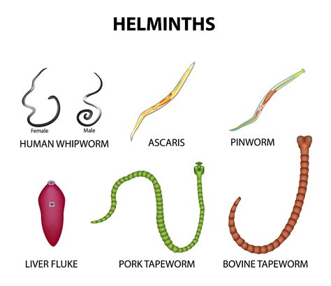Do all humans have worms?