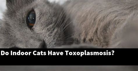Do all indoor cats have toxoplasmosis?