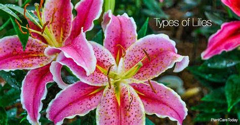 Do all lilies have 6 petals?