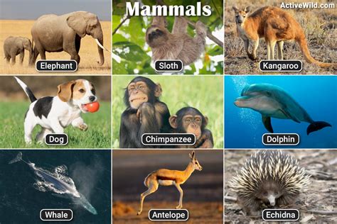 Do all mammals have 4?