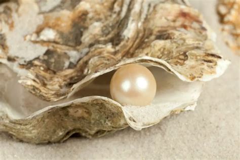 Do all oysters have pearls?