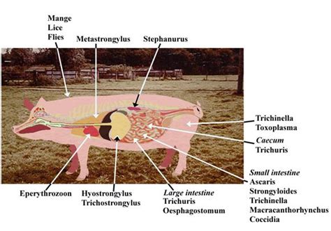 Do all pigs have parasites?