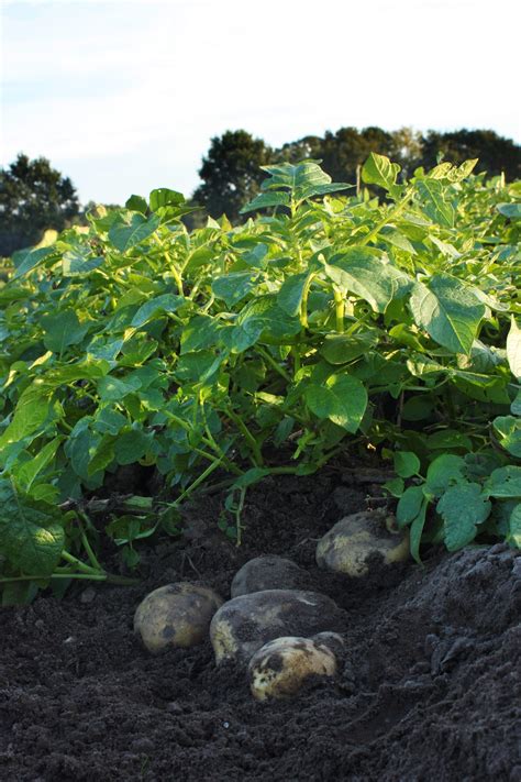 Do all potatoes contain solanine?