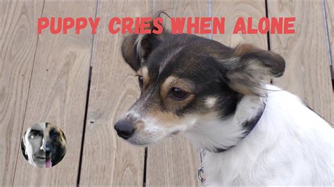 Do all puppies cry when left alone?