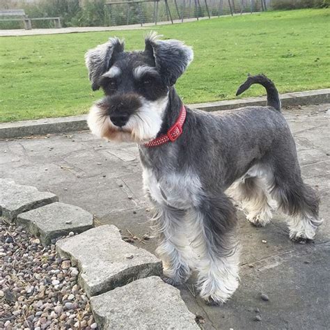 Do all schnauzers have floppy ears?