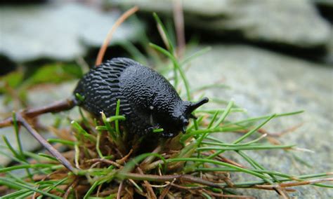 Do all slugs carry parasites?